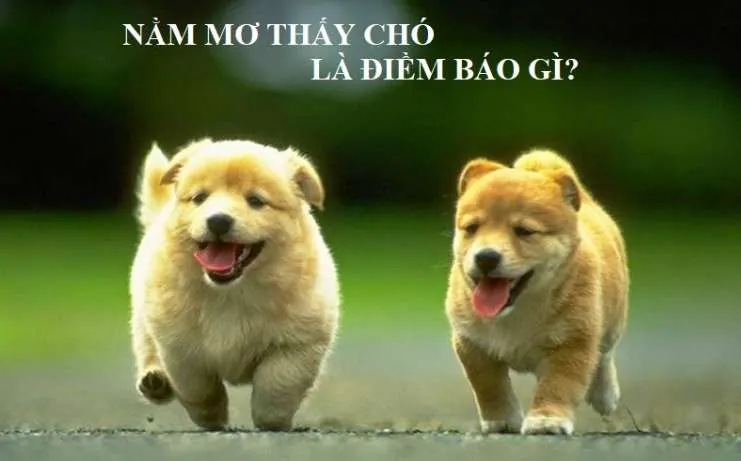 Hình minh họa hướng dẫn Gowin