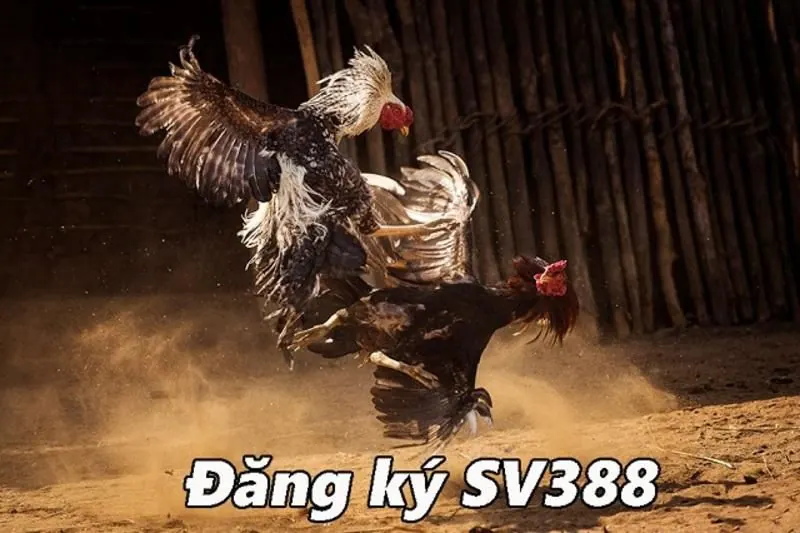 Hướng dẫn Sv388 - Kiểm tra tài khoản và điều kiện giao dịch